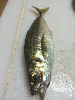 大阪南港にてアジング　潮が緩くなったタイミングでポロポロとアタリ