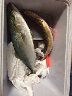 洲本　淡路島観光ホテルの釣り場にてハマチをキャッチ