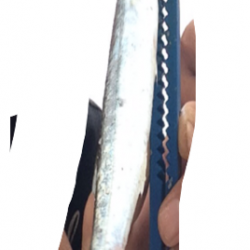 夕方から炬口へ釣行　開始早々カマスがヒット、アジもいてました