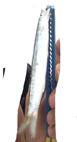 夕方から炬口へ釣行　開始早々カマスがヒット、アジもいてました