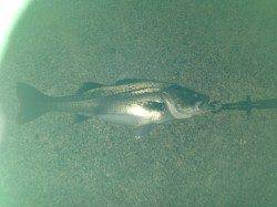 洲本にてシーバス65cm　産卵前のシーバスなのでかなり引きました