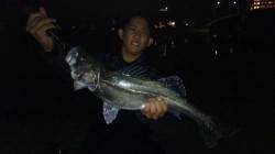 洲本にてシーバス65cm　産卵前のシーバス…