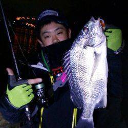 汐見埠頭周辺久々のチニングでキビレの釣果、やはり面白いです！