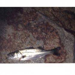 炬口　シーバス狙いは小型も良い引き