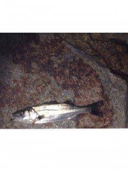 炬口　シーバス狙いは小型も良い引き