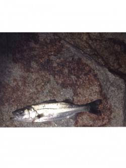 炬口　シーバス狙いは小型も良い引き