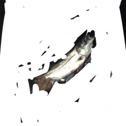 炬口　シーバス狙いは小型も良い引き