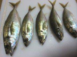 大阪南港にてアジング　潮が緩くなったタイミングでポロポロとアタリ