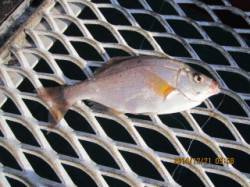 須磨海づり公園　投げ釣りでカレ26cm＆海…