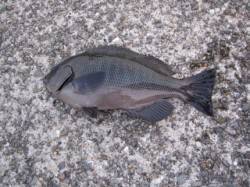 垂水漁港　エビ撒き＆探り釣りでメバル・ガシ…