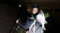 汐見埠頭周辺久々のチニングでキビレの釣果、やはり面白いです！