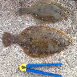 大蔵海岸で投げ釣り　連続で32cm、23cmとカレイが2匹上がりました！