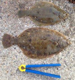 大蔵海岸で投げ釣り　連続で32cm、23cmとカレイが2匹上がりました！