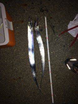 西からの風が強い中、西宮ケーソンでタチウオワインド　