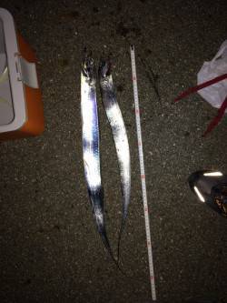 西からの風が強い中、西宮ケーソンでタチウオ…