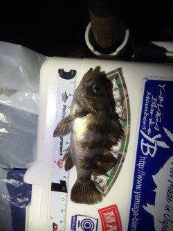 大阪南港　アジングの釣果、27cmの良型アジも釣れています