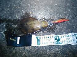 市江港　今年最後のエギング釣行　苦労の末に…