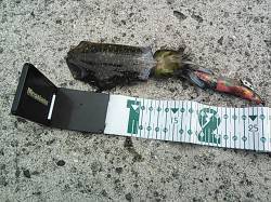 日置川河口周辺　爆風の中でのエギングでアオ…