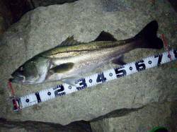 淡路島・炬口　アジングタックルでシーバス7…