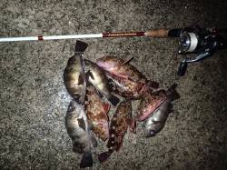 泉佐野エリアでライトワインドを楽しんできま…