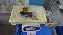 みなべ堺グランド横にてヤエン釣り　連続で二回アタリありました