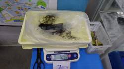 みなべ堺グランド横にてヤエン釣り　連続で二…