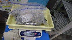 天神崎でのヤエン釣果　アオリイカ6パイで3400ｇ