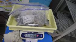 天神崎でのヤエン釣果　アオリイカ6パイで3…