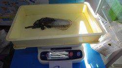 白浜　円月島付近でアオリイカとウツボ