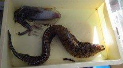 白浜　円月島付近でアオリイカとウツボ