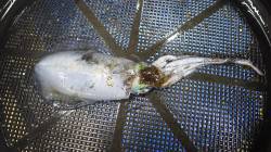 芳養堤防にてエギングでアオリイカの釣果