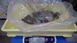 天神崎にて　ヤエンでアオリイカ1005g