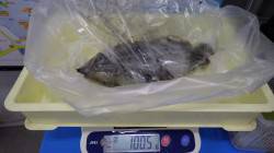 天神崎にて　ヤエンでアオリイカ1005g