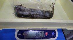 みなべ堺グランド横　エギングでアオリイカの釣果