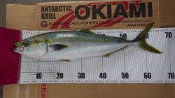 みなべ一本松地磯　アジの泳がせでハマチ