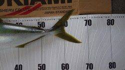 みなべ一本松地磯　アジの泳がせでハマチ