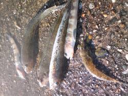 林崎漁港　ちょい投げでハゼ・キスなど、暗く…