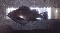 谷川漁港など岬町内をランガンしてナイスサイ…