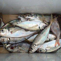田辺・内之浦湾　カゴ釣りでマアジ20～28cmの釣果です