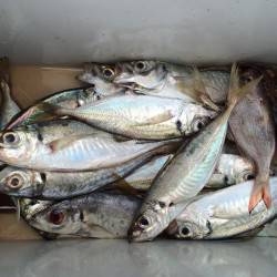 田辺・内之浦湾　カゴ釣りでマアジ20～28…