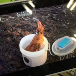 田辺芳養（はや）大屋の地磯からヤエン釣りで…