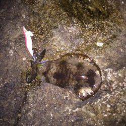 出雲地磯にエギングに行ってきました　2時間ほどで3杯計1.7kg