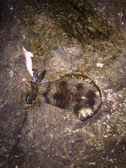 出雲地磯にエギングに行ってきました　2時間ほどで3杯計1.7kg