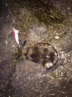 出雲地磯にエギングに行ってきました　2時間…