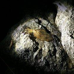 出雲地磯にエギングに行ってきました　2時間ほどで3杯計1.7kg