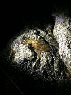 出雲地磯にエギングに行ってきました　2時間ほどで3杯計1.7kg