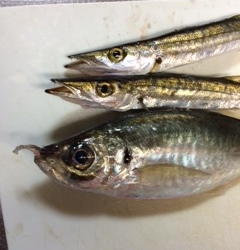 助松埠頭　陽のあるうちはカマス、陽が落ちてからアジテンポ良く釣れました♪