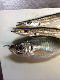 助松埠頭　陽のあるうちはカマス、陽が落ちてからアジテンポ良く釣れました♪