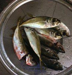 助松埠頭をランガン　風が強いのでスプリットでアジング楽しめました