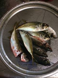 助松埠頭をランガン　風が強いのでスプリットでアジング楽しめました